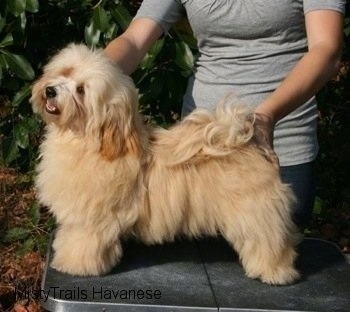 A tan Havanese is standing on a table outside and it is being posed in a stack by a lady who is behind it. Its head is tilted to the left. Its mouth is open